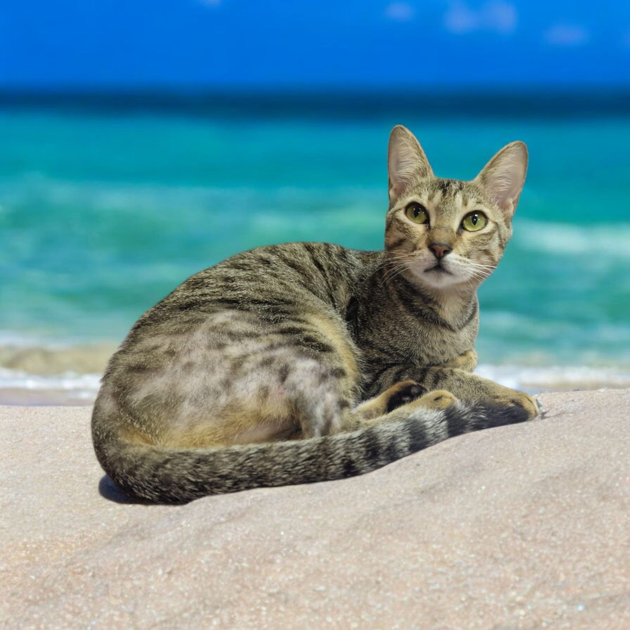 Cafe - *** New Arrival *** Meet Fin! Fin is an absolute sweetheart and ...