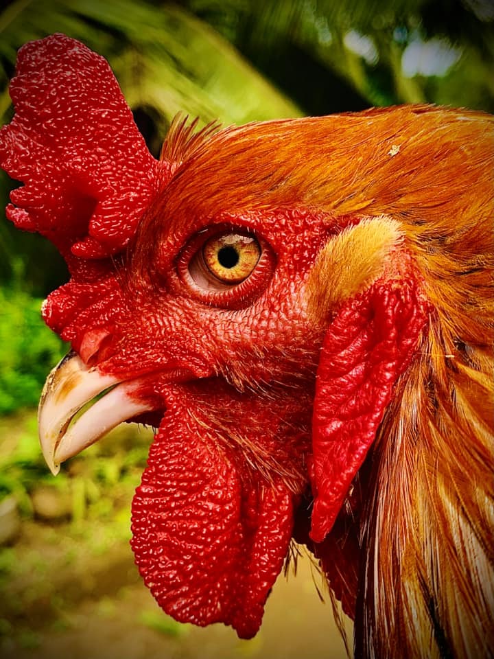 Golden Feather Farms | Kegalle