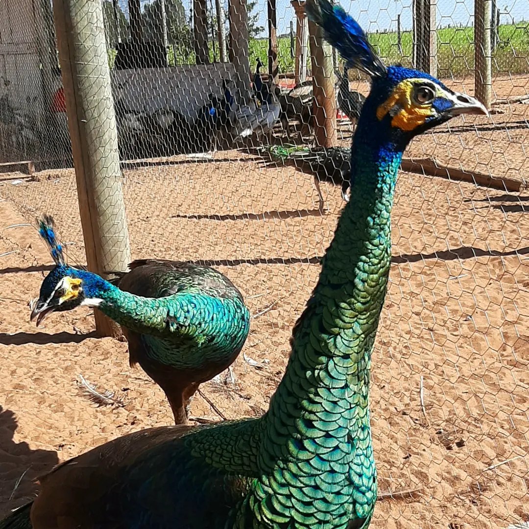 Criatório de Pavões de todas as... - Aves da Estância | Facebook