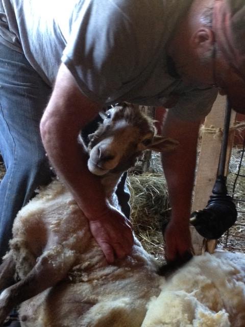 Irish Ridge Farm B&E