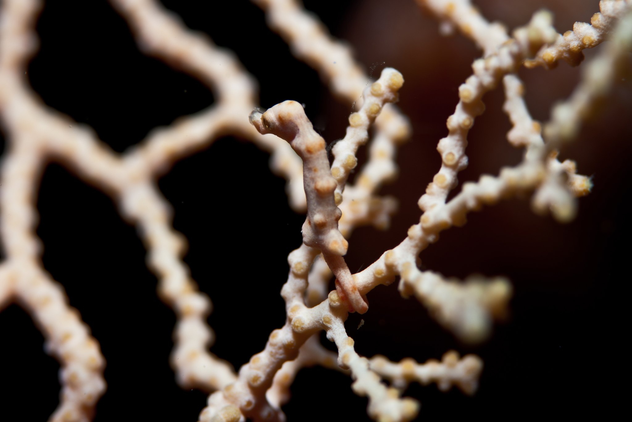 Woods - 👀 Can you spot the pygmy seahorse? This diminutive master of ...