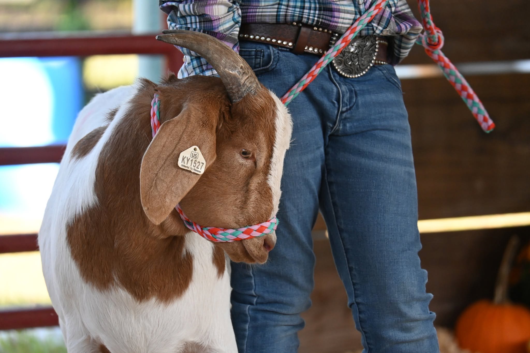 2026 4-H Livestock Show & Sale