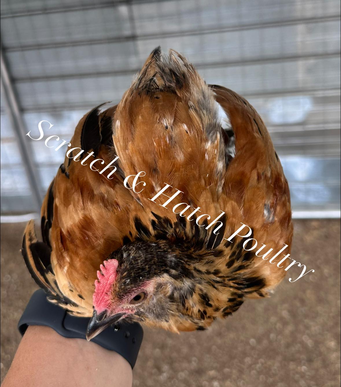 Scratch & Hatch Poultry | Milang SA