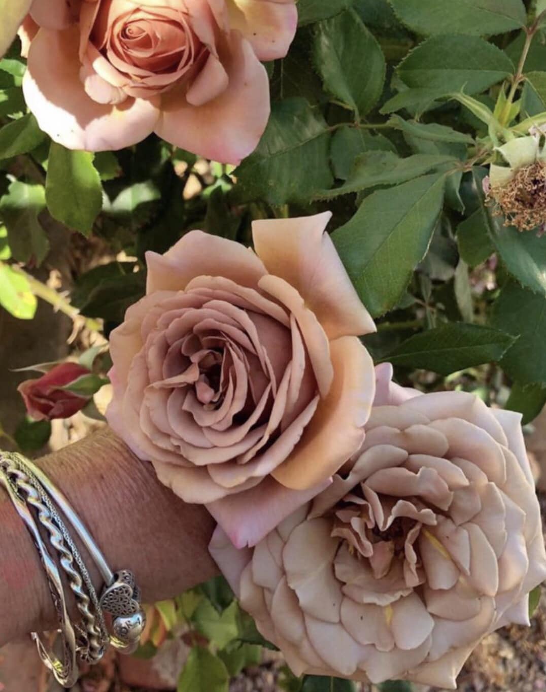 💗🤎 instagram.com/miss.lily.bliss 🤎💗 Good morning lovelies ! My