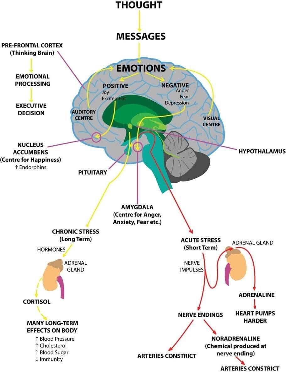 Anthony - How your THOUGHTS and EMOTIONS affect your BODY. | Facebook
