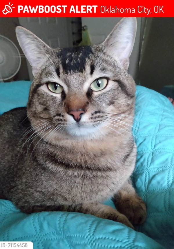 Venus lost cat in Oklahoma City OK near 52nd and Western
