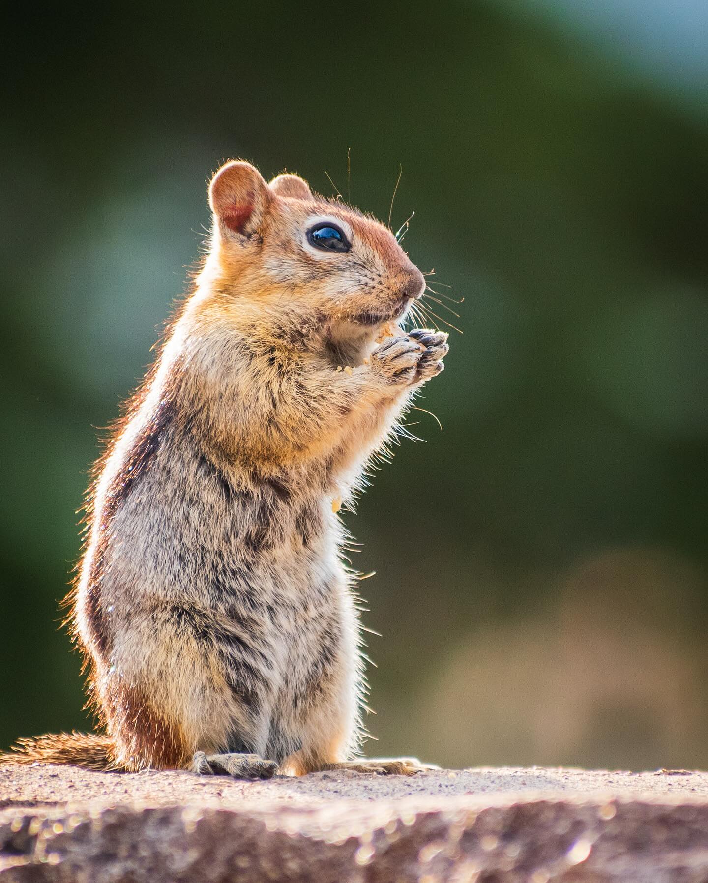 Drshuttermd - Did you know that chipmunk’s cheeks can expand to 3 times ...