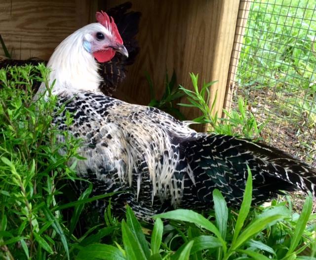 **NEW ADDITION** Silver and... - Rooted in Love Family Farm | Facebook