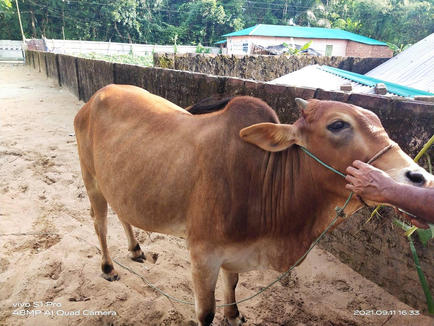 Absar & Brother's Agro Farm