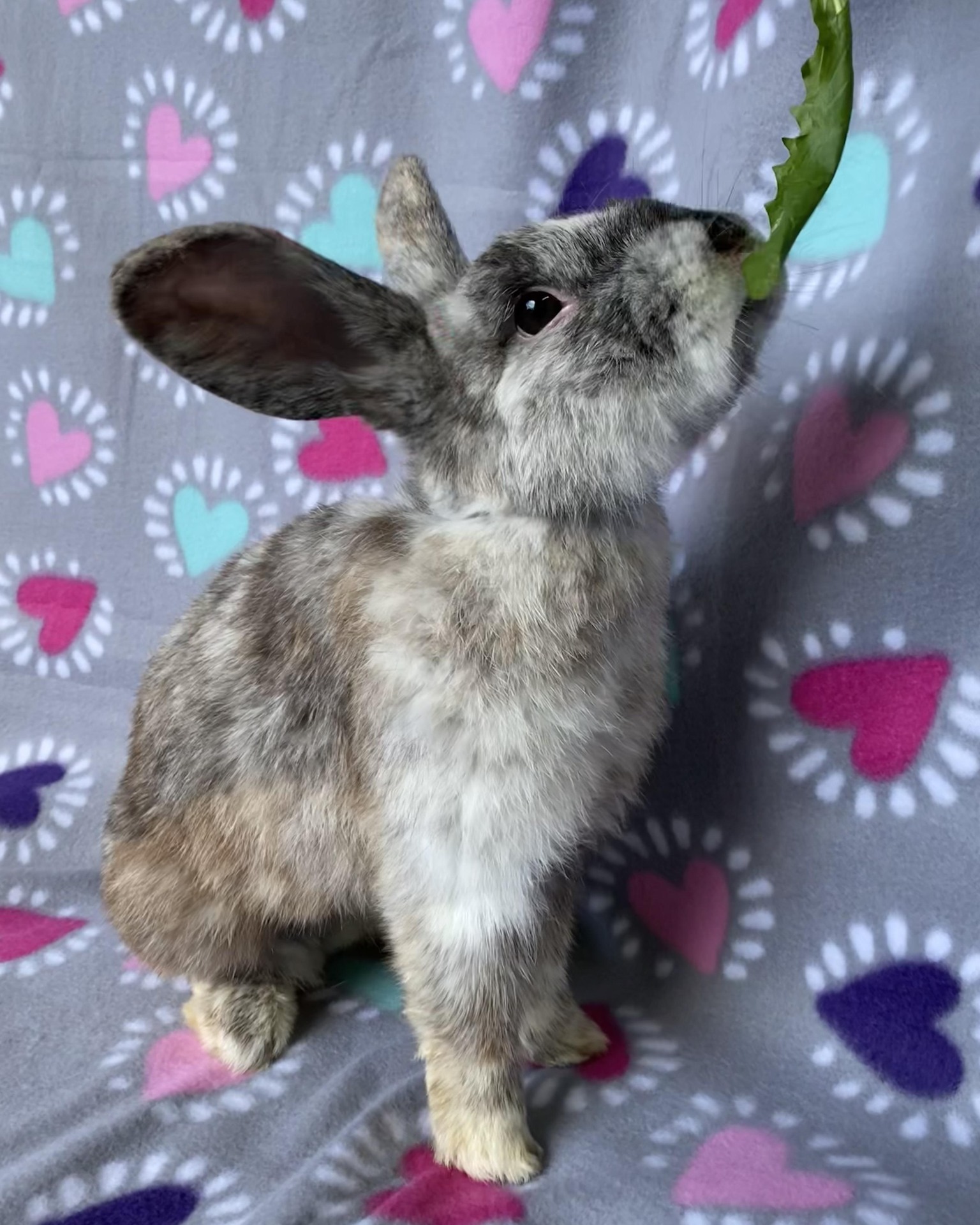 East Bay Rabbit Rescue | Livermore CA