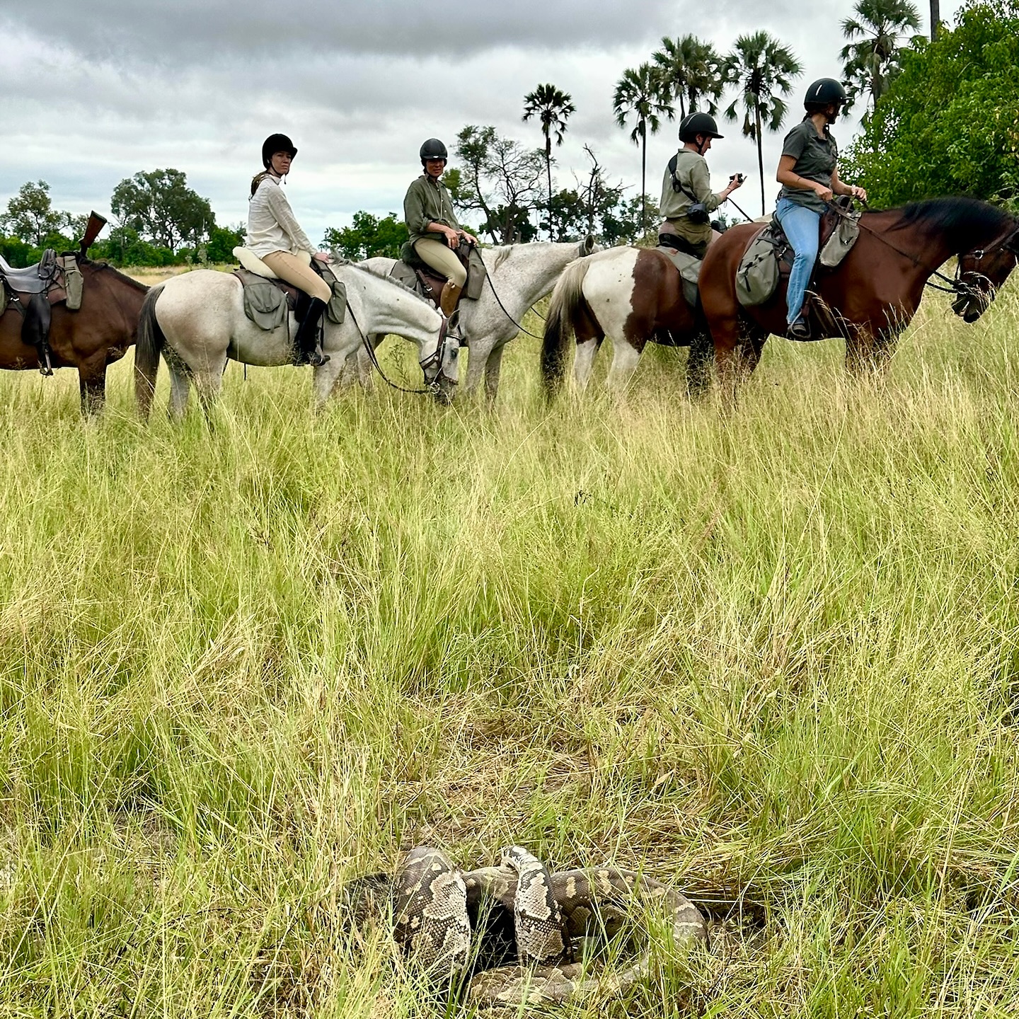 Ride - An exciting python sighting on a recent safari! 🐍 These snakes ...