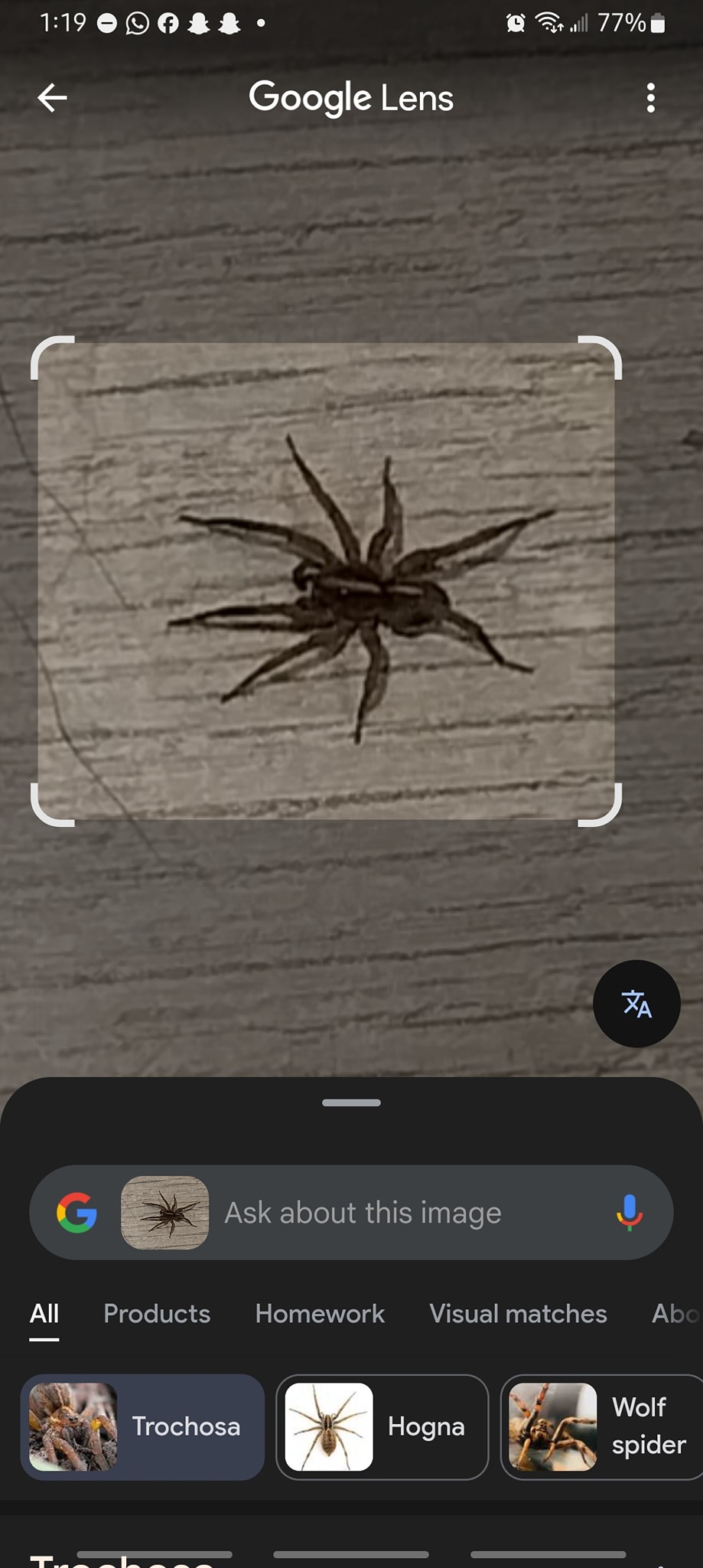 Spider Identification Page 2021 | I have a lot of a blk fuzzy spider ...