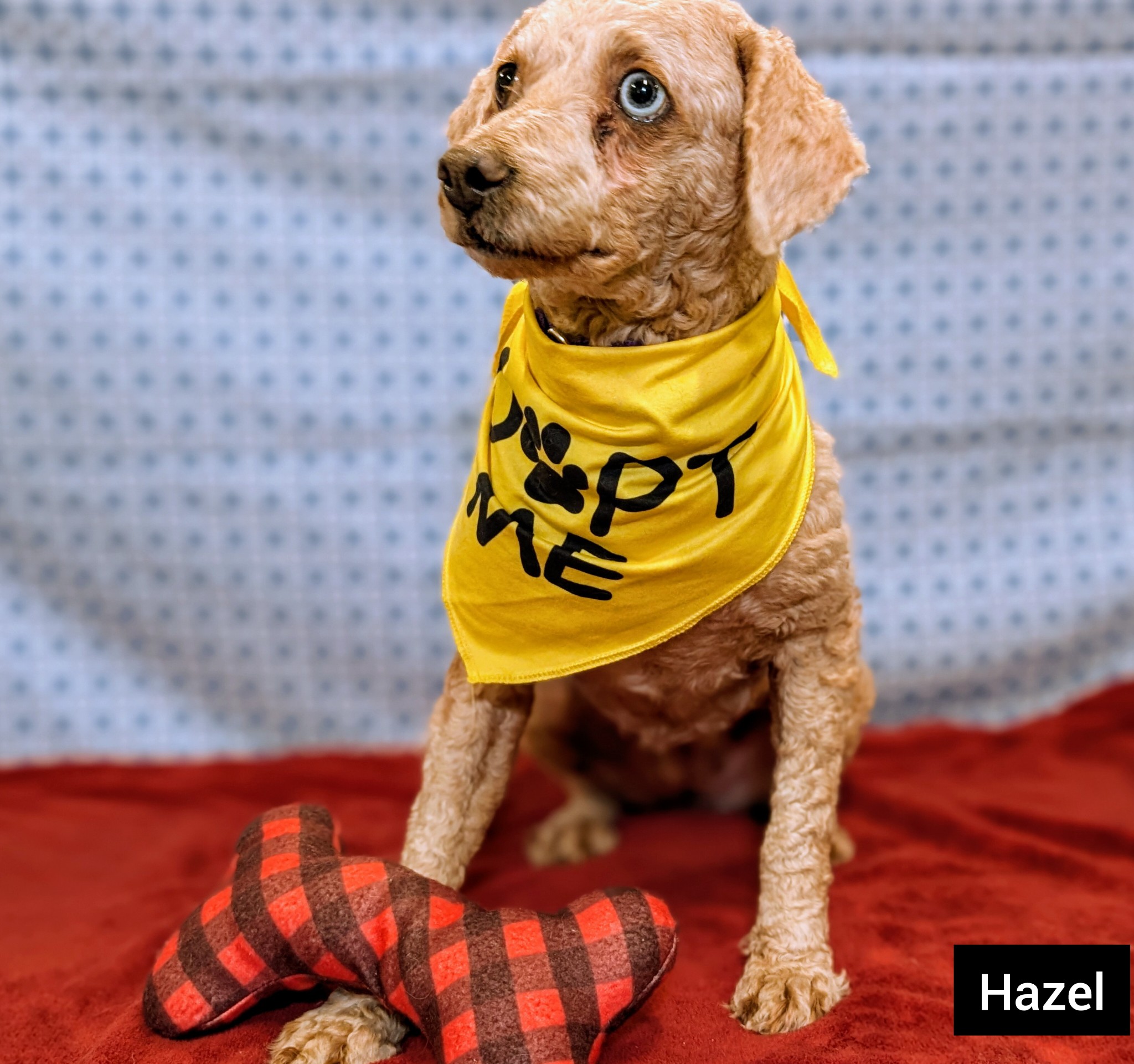 Cincinnati OH 💕💕  Adopts out of state  No transporting  