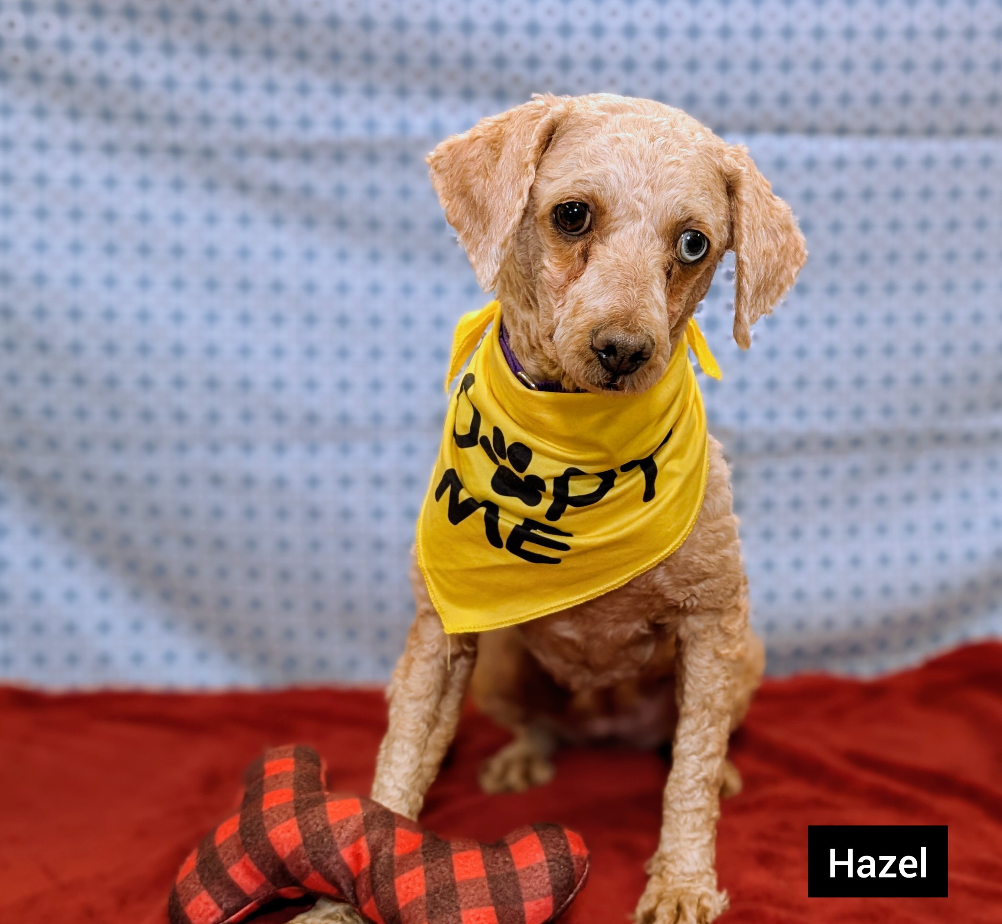 Cincinnati OH 💕💕  Adopts out of state  No transporting  