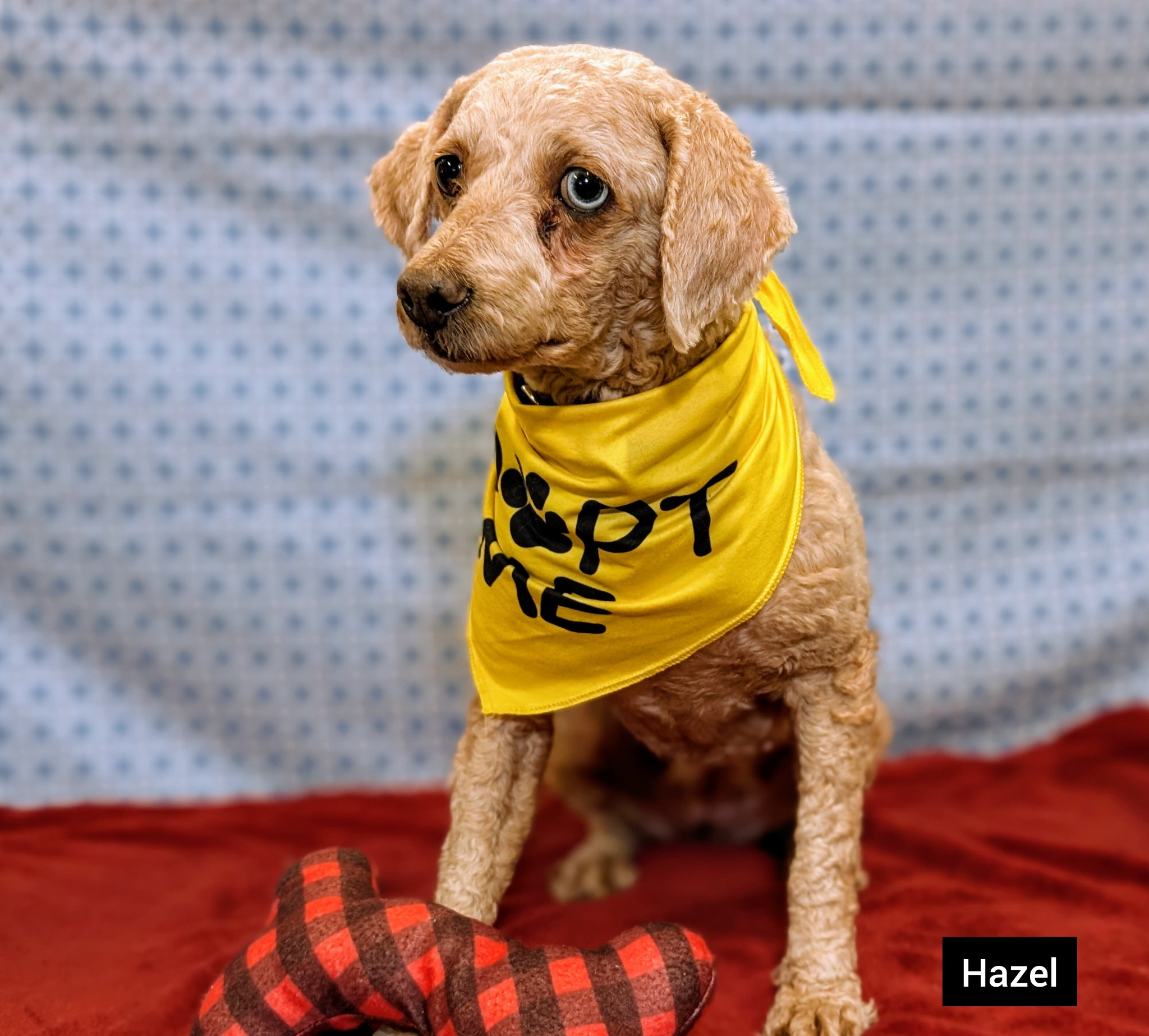 Cincinnati OH 💕💕  Adopts out of state  No transporting  