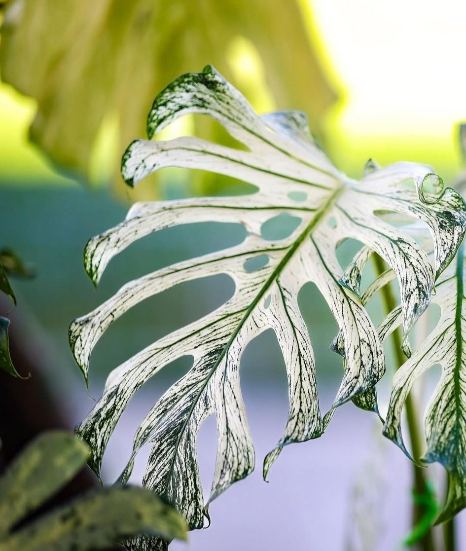 Monstera Devil Monster❤️ Monsterax❤️
