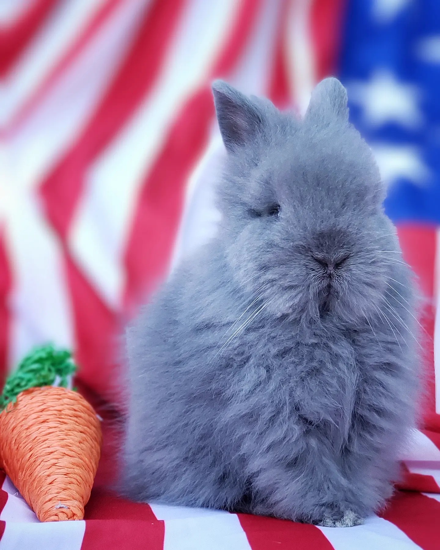 Happy 4th of July! A flashback to 2019 with one of my lionheas litters ...