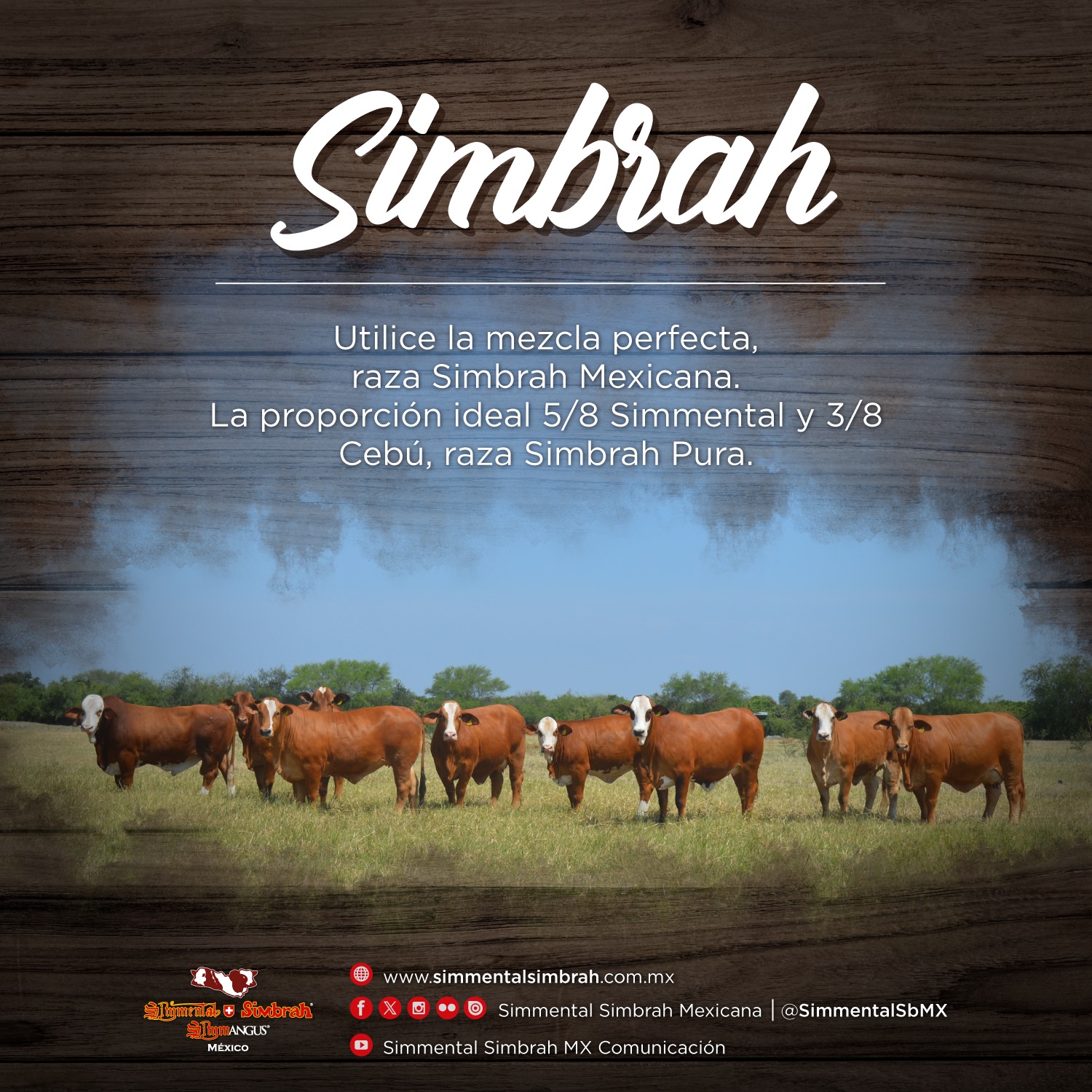 Simmental - El utilizar ganado #SimbrahMexicano en las ganaderías ...