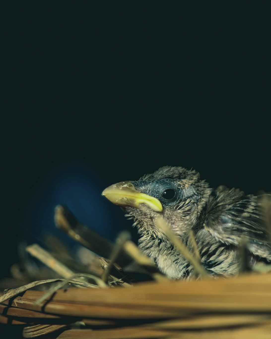 Wild - During spring and summer months, it can be common to find baby ...