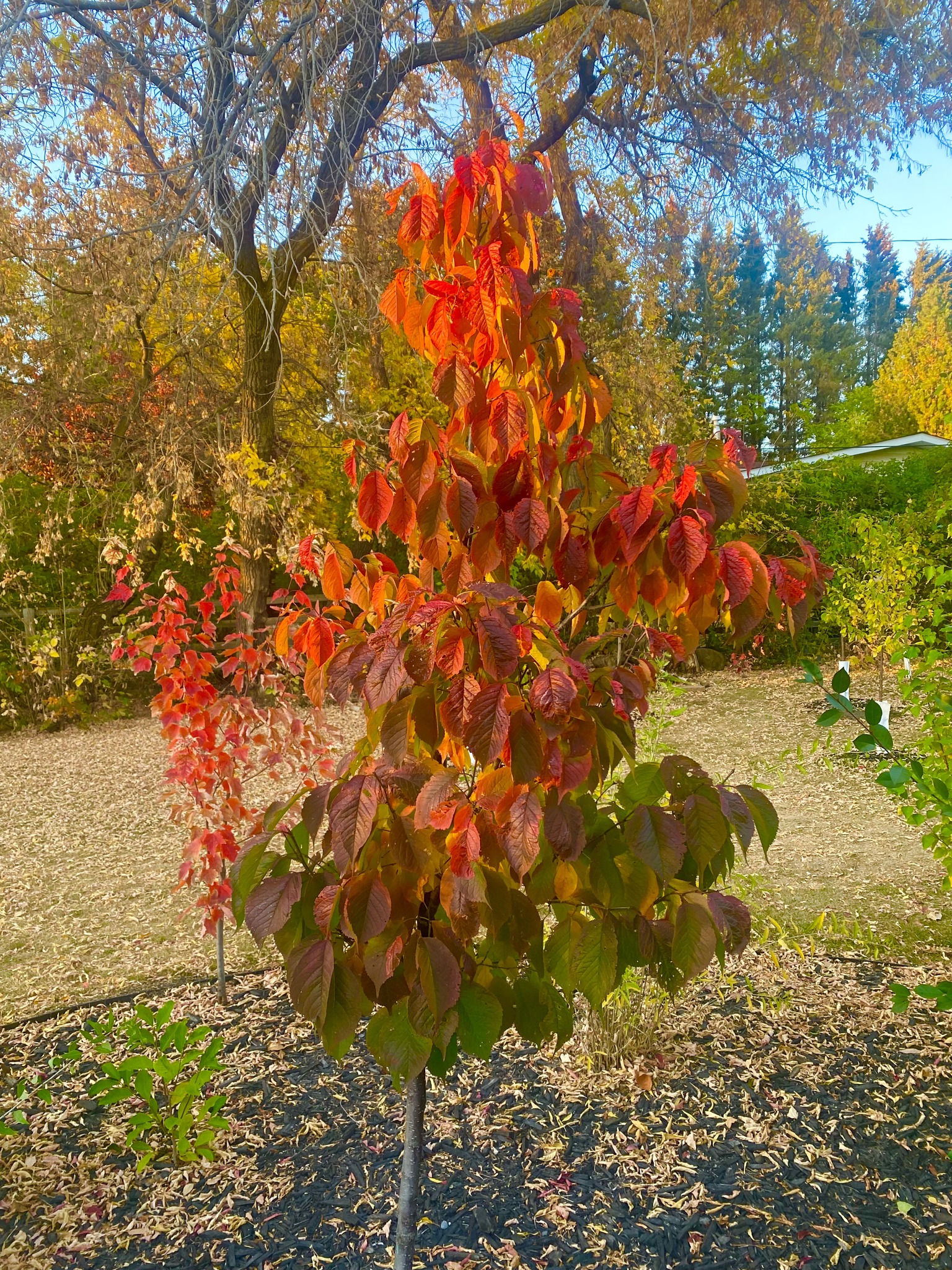 Princess Kay Plum #10 Pot - 6-7ft Tall - Plants & Seedlings - Edmonton ...