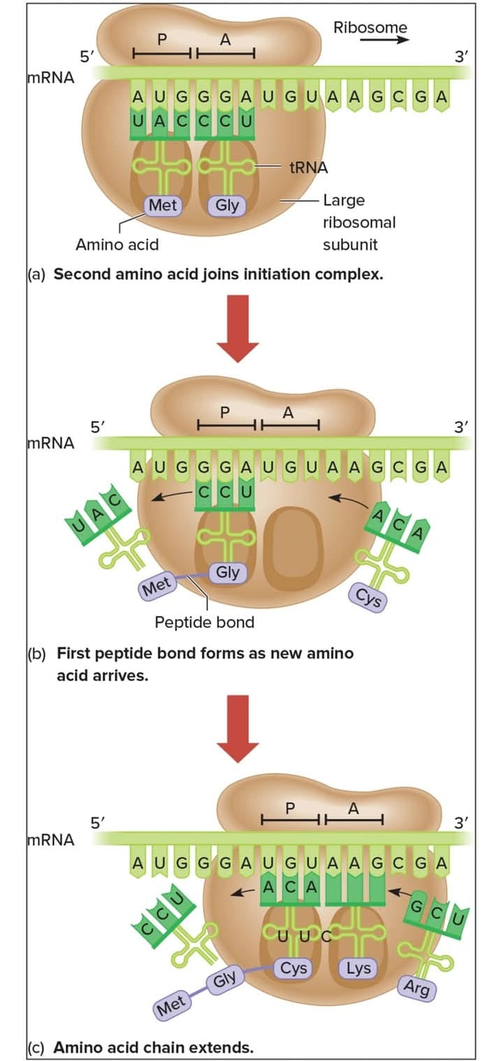 glutathione is a tripeptide synthesized outside of the ribosome site where peptide bond formed is called: (A) Aminoacyl site. (B) Exit site. (C) Peptidyl site كريم للهالات والانتفاخ LifeWave Glutathione - Patching Size:120 Capsules