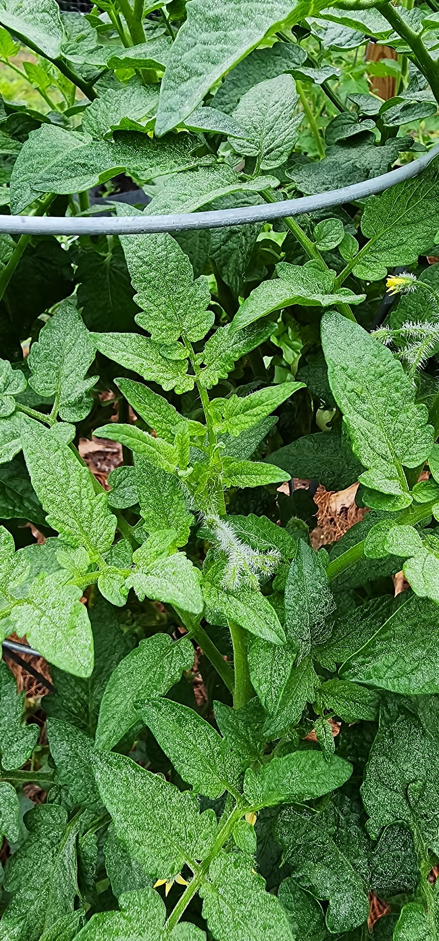 What is the fuzzy stuff on my tomato plant?
