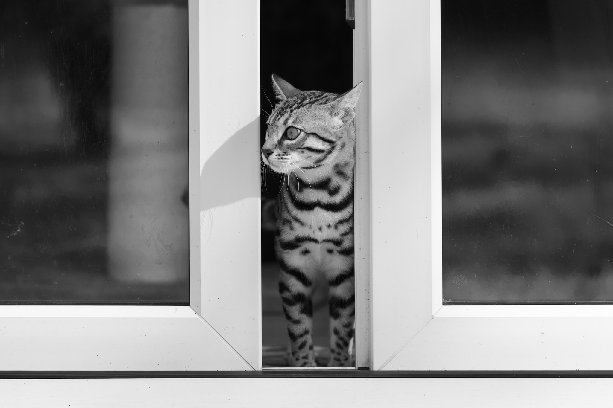 GCCFSA Cat Chat | Facebook