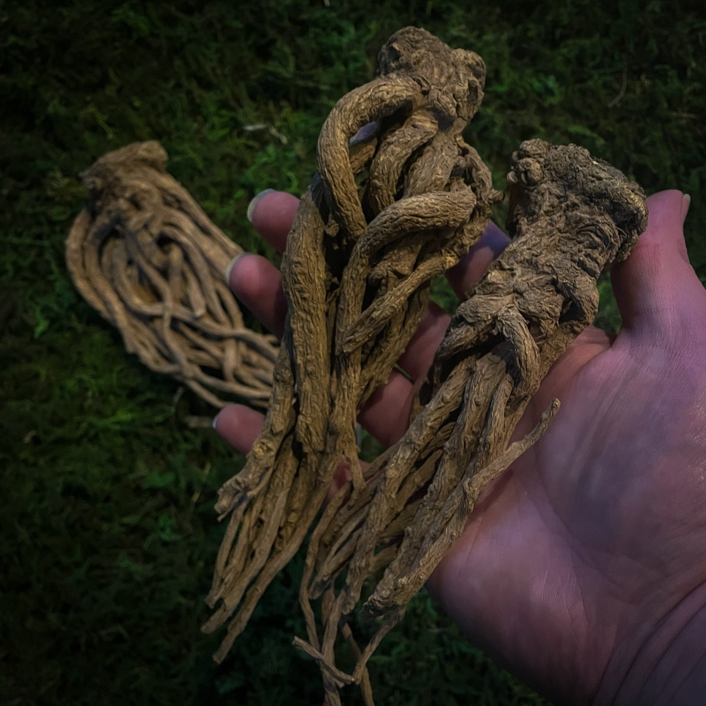 Elfhame - A very rare herb, Master Root is known for its... | Facebook