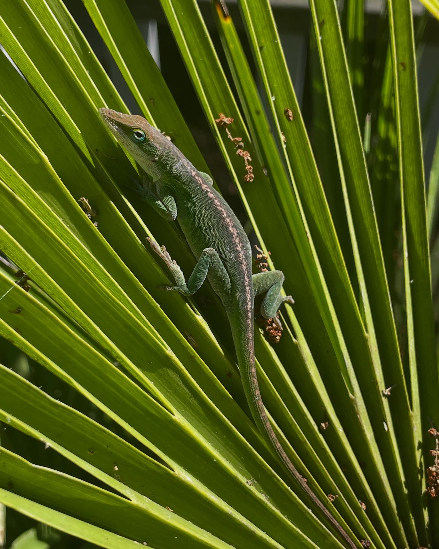 Edisto - Hello handsome! A green anole mid color change. These little ...