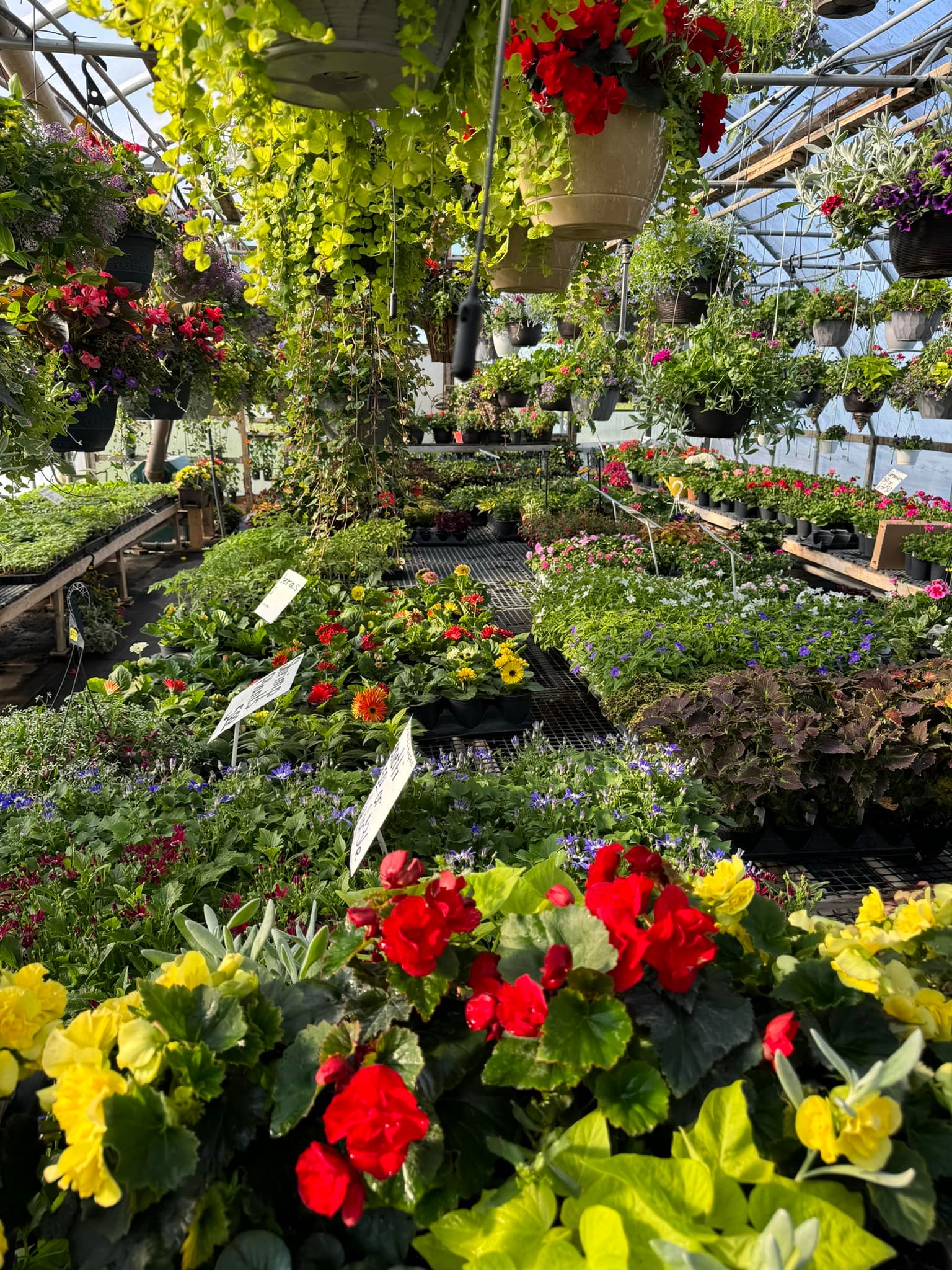 🌺 SHADY LAWN GREENHOUSE🌺 12570 Co Rd 23 Canton, MN Ruth & her