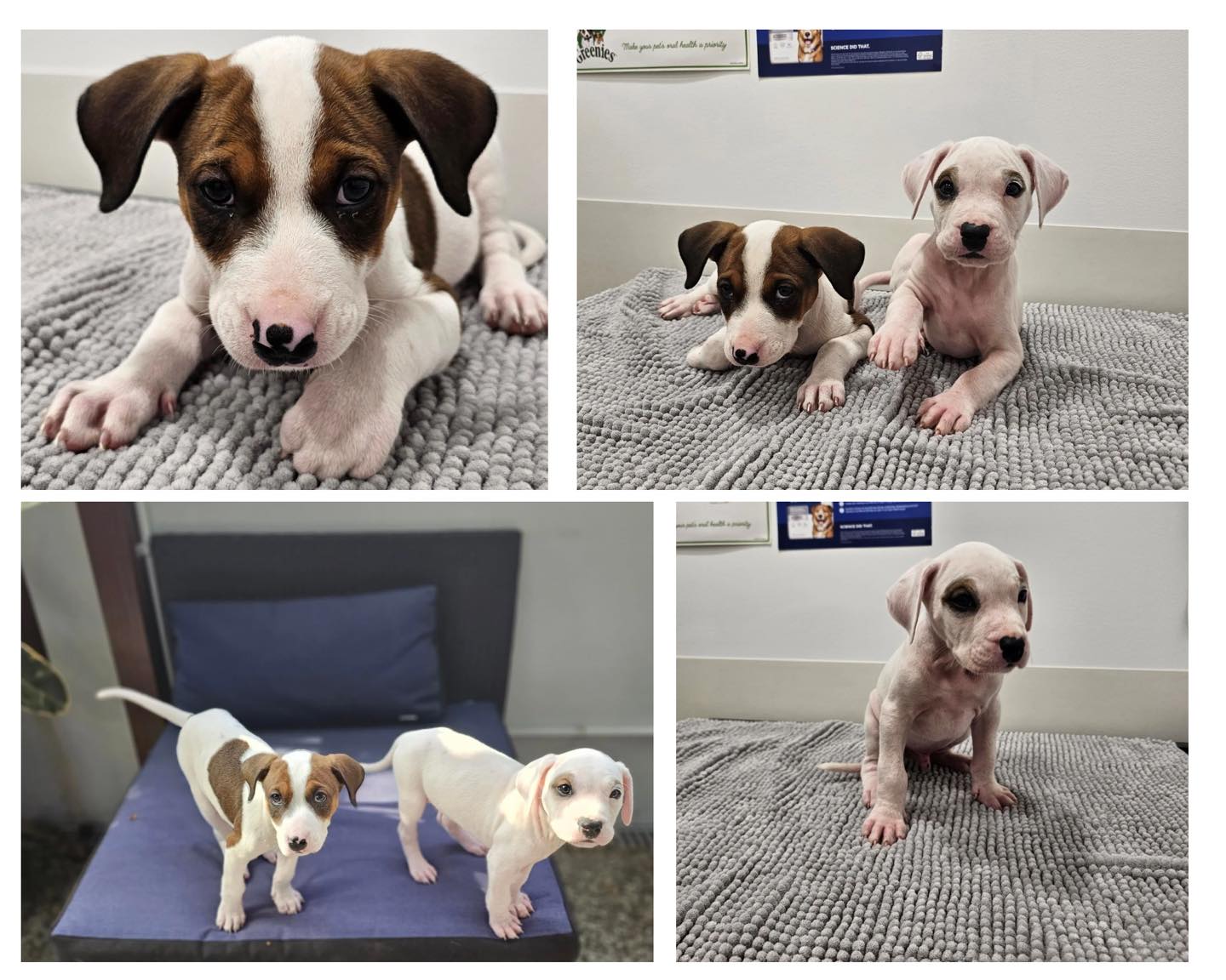 North Qld Animal Rescue Inc. | Cairns QLD