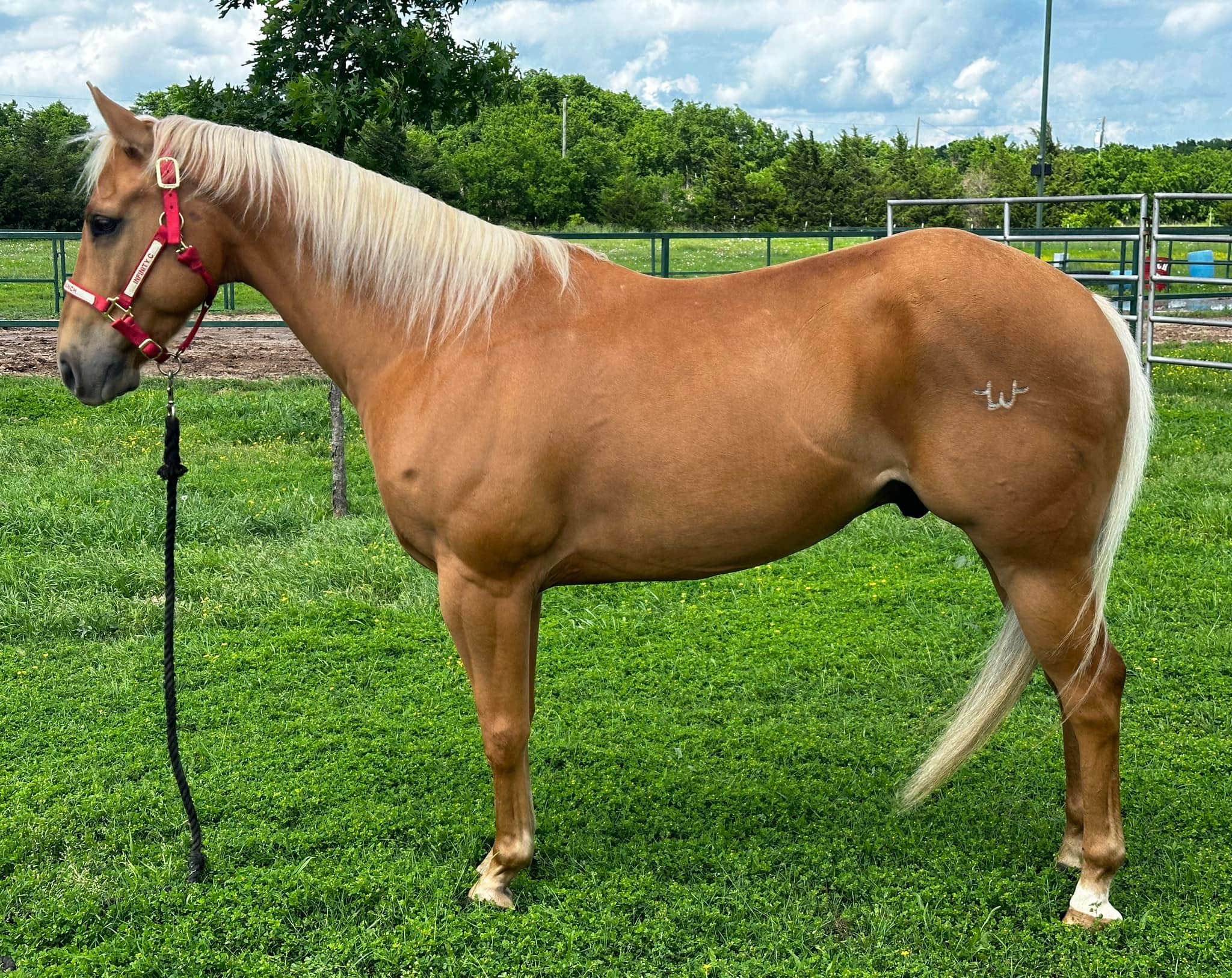 Infinity C Ranch ∞ added a new photo. - Infinity C Ranch ∞