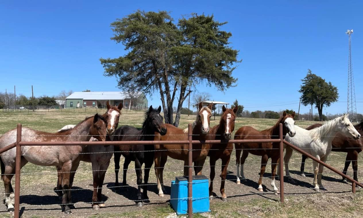 Robinson Saddle Club | Facebook