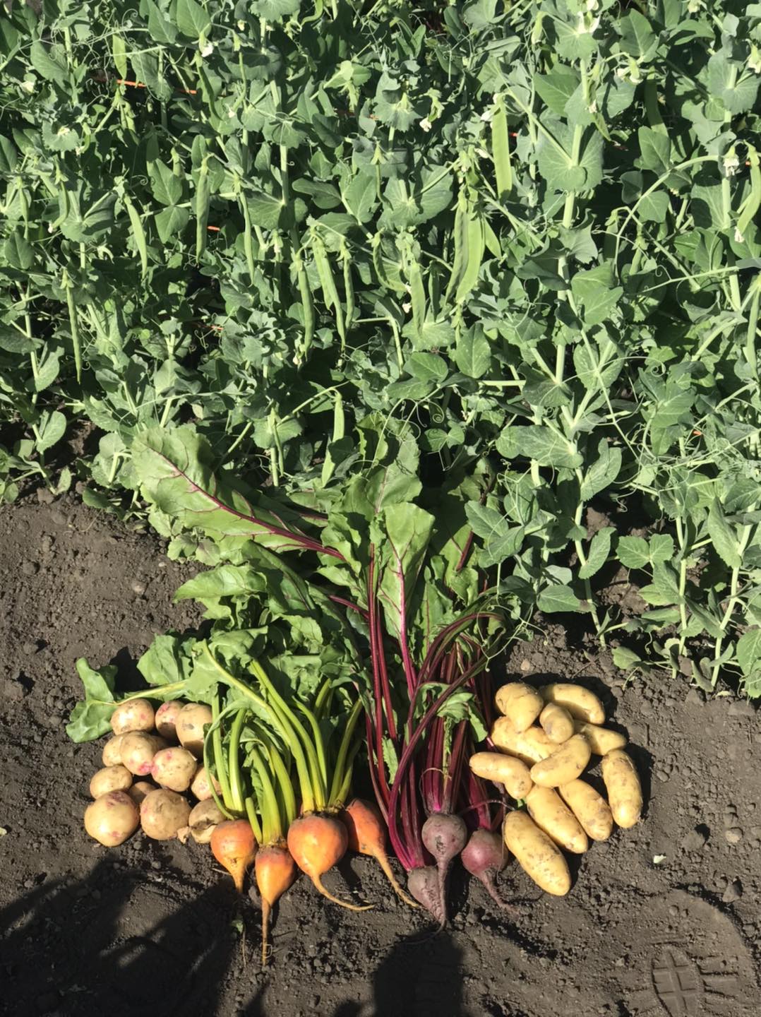 Purple Ridge Farm | Airdrie AB