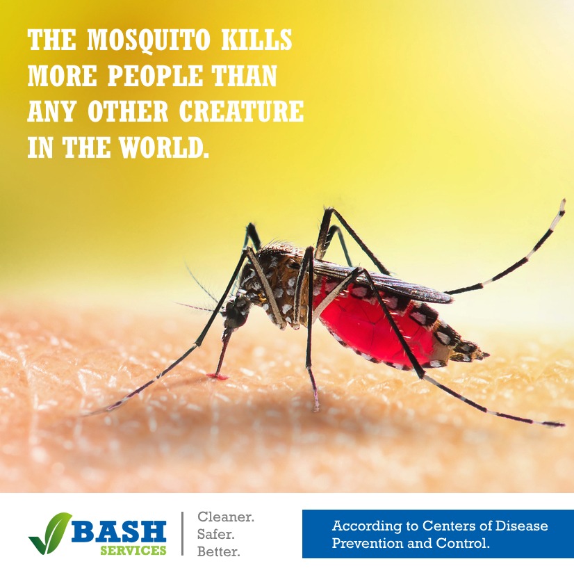 Bash Services - باش للخدمات - Mosquitoes are the deadliest creatures in ...