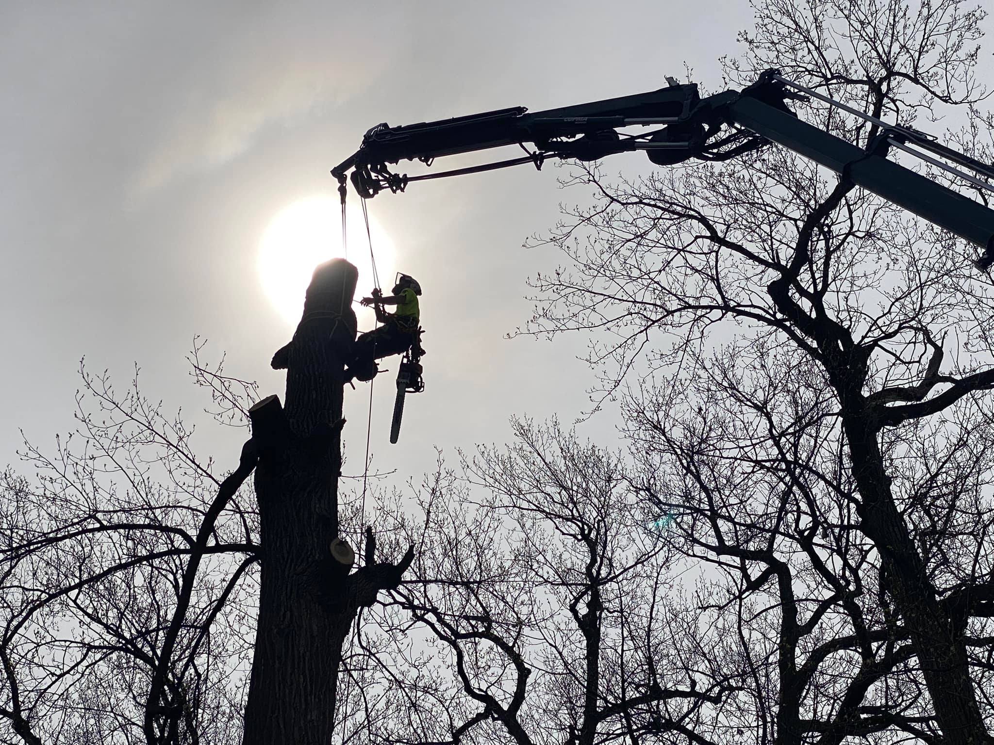 Patriot Tree Removal LLC | Oxford MI