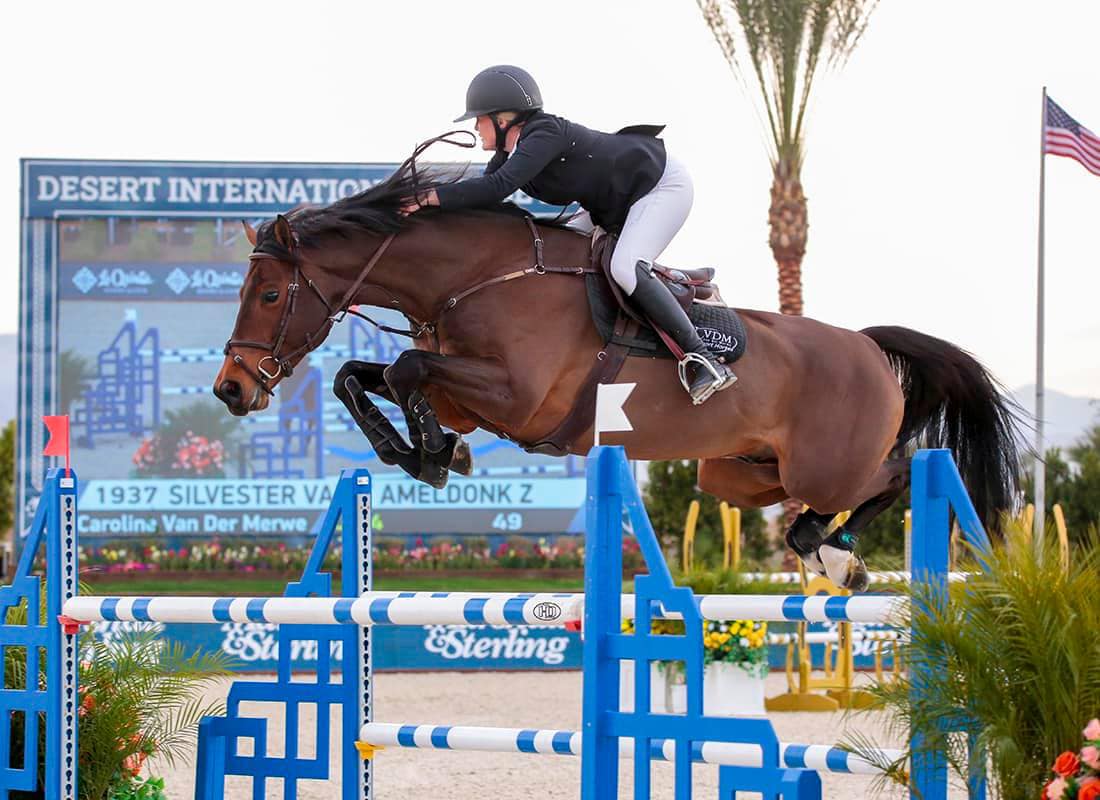 Silvester van't Ameldonk Z 2017 stallion for breeding
