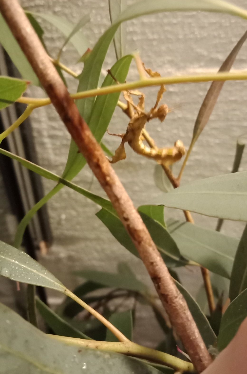 Incredible Insects - spiny leaf insects Canberra | Canberra ACT