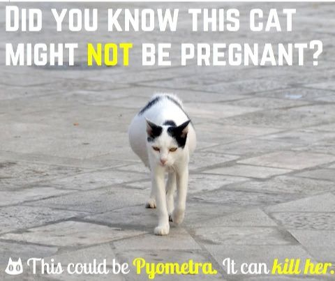 For - Is she PREGNANT or does she have a LIFE-THREATENING CONDITION ...