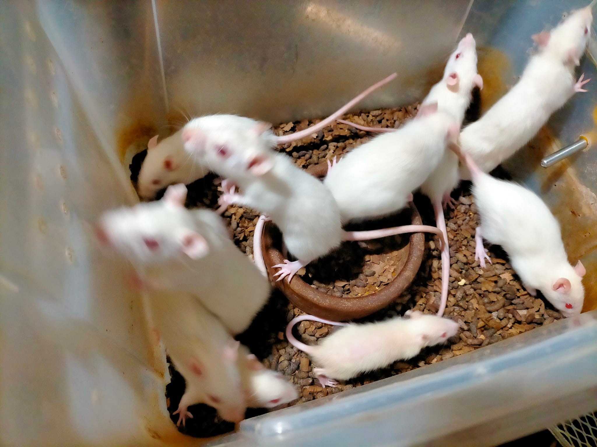 Iloilo city fancy rats & mice feeders and breeders itc. | Facebook