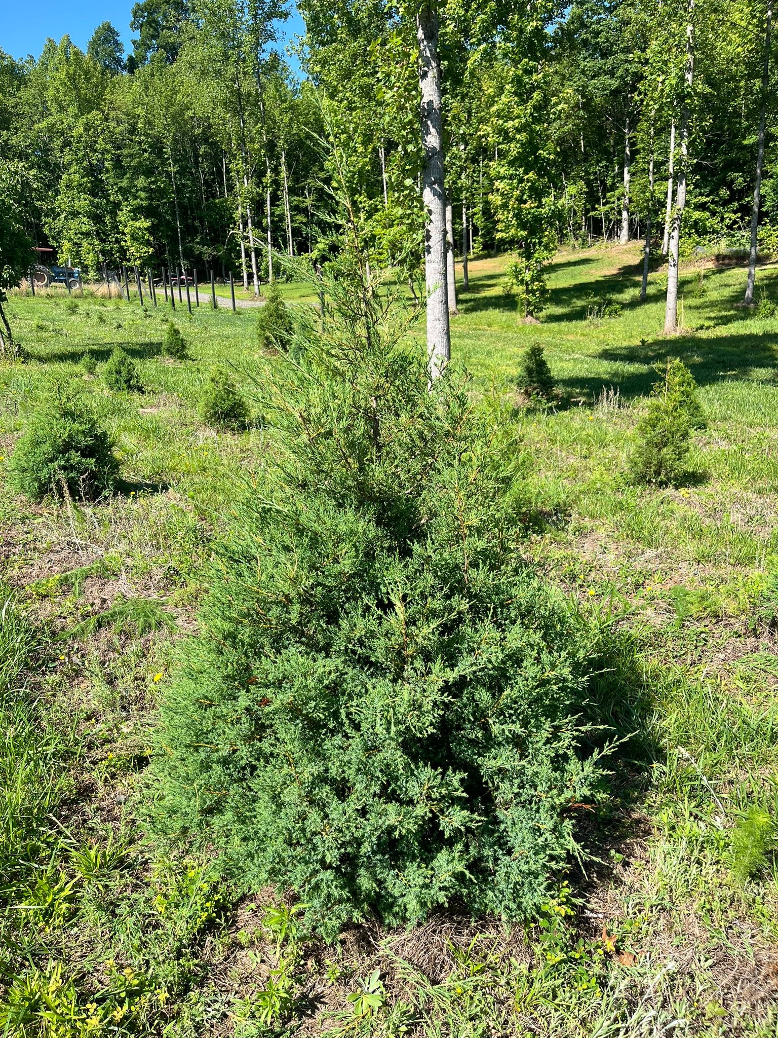 Tara Noel Christmas Tree Farm | Amelia Court House VA