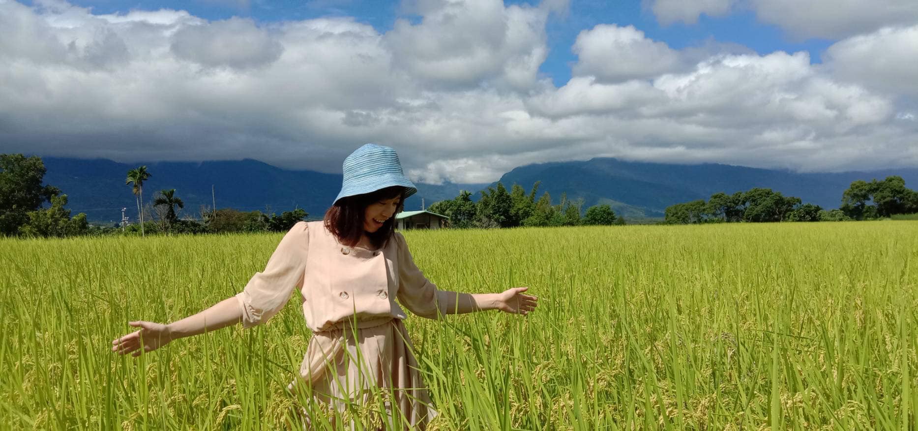 花蓮友善梯田香米