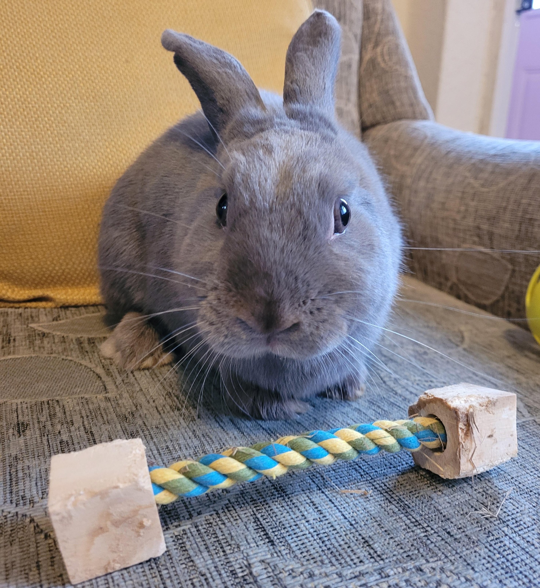 RSPCA - 🐰 Meet Smokey Joe – Your New Best Friend! 🐰 Smokey Joe is a ...