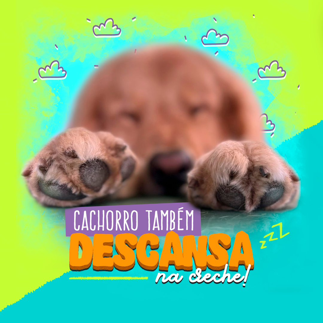 Dog Stop - Nossa rotina é recheada de atividades e muita...