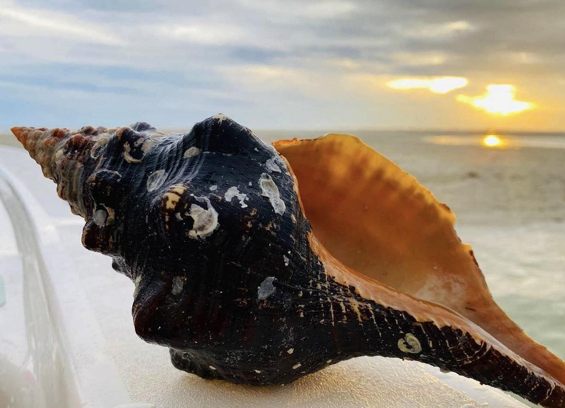 Treasure Seekers Shell Tours - Good Morning Sunshine ☀️ Come shell with ...