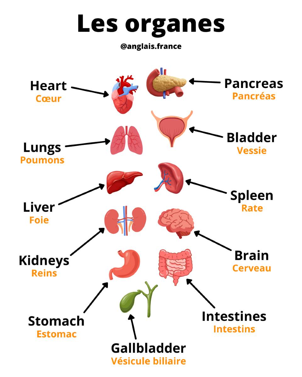 Anglais France - Le vocabulaire des organes en anglais !... | Facebook