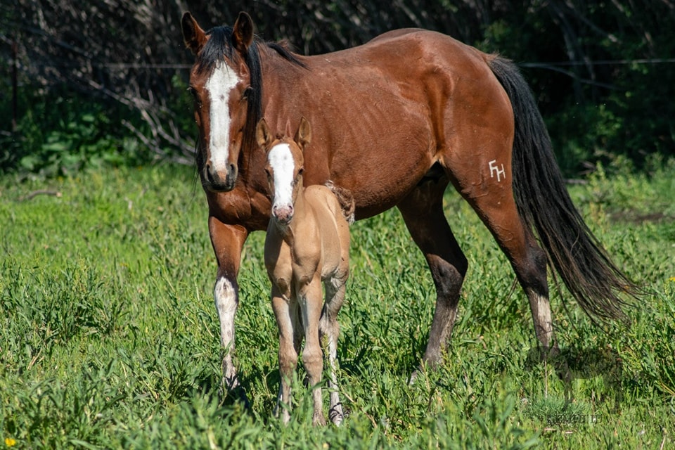 FH Ranch Horses - ♦️2024 Draft Cross Filly ♦️ Draft...