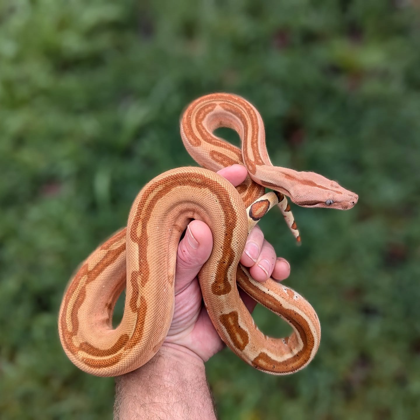 The Reptile Report - Enchanted by the pattern of this boa at NorCal ...
