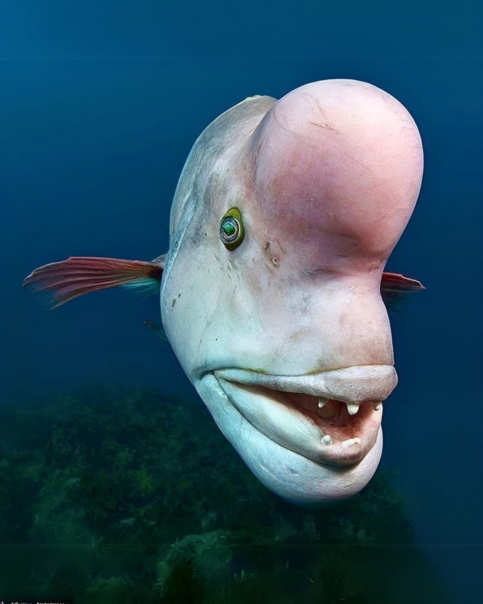 The tragic life of the Asian sheepshead wrasse fish