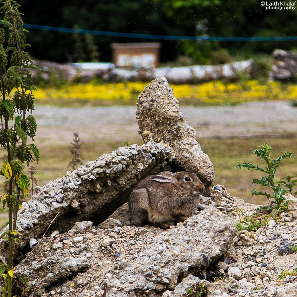 Laith Khalaf Photo & Film - Rabbit in Camouflage. A Rabbit trying to ...